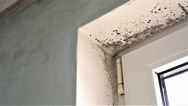 Best Emergency Mold Remediation  in Key Center, WA