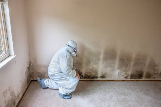 Best Asbestos and Lead Testing During Mold Inspection  in Key Center, WA