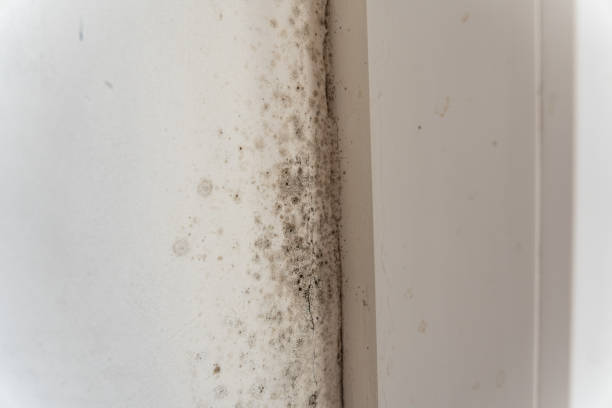 Best Commercial Mold Inspection  in Key Center, WA